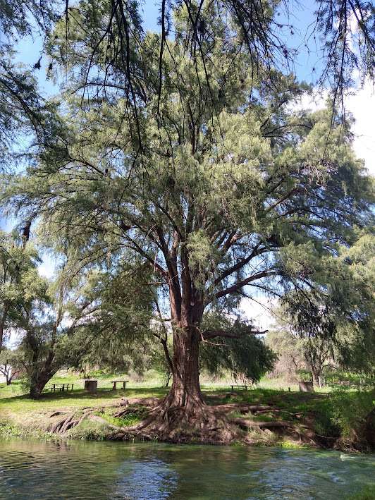 PARQUE ECOLÓGICO EL SABINAL (Aguascalientes): Foto JOSODI