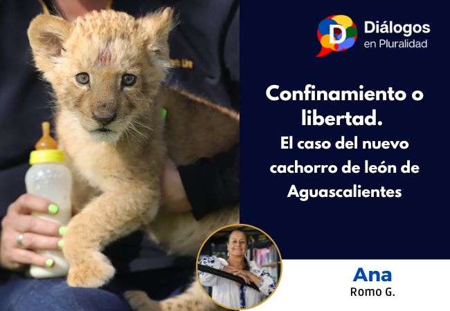 Confinamiento o libertad. El caso del nuevo cachorro de león de Aguascalientes.