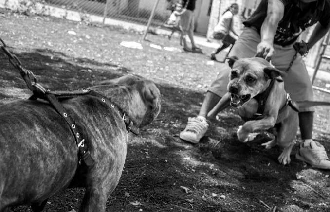 Prohibidas las peleas de perros, pero siguen 