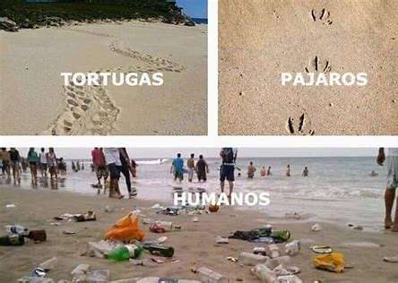Resultado de imagen de el ser humano es dañino en las playas