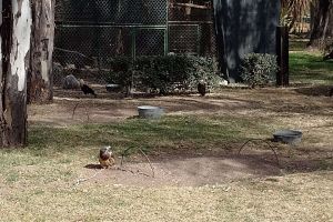 Centro de Rehabilitación de Aves Rapaces (CRAR) en el Parque Rodolfo Landeros