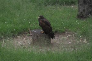 Parabuteo unicinctus, águila de Harris o peuco
