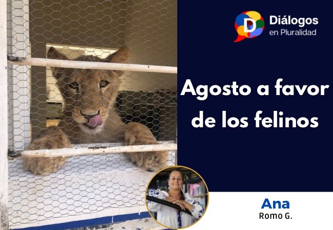 Agosto a favor de los felinos