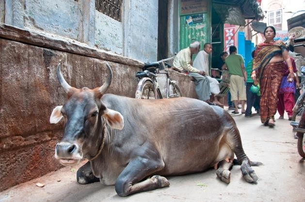 Curiosidades de India: la vaca sagrada - Panipuri Viajes