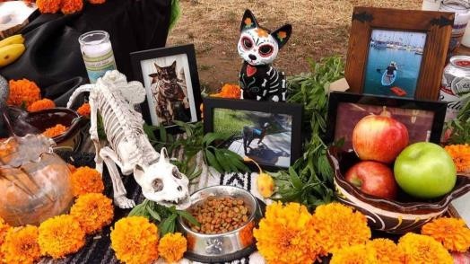 Ofrenda para mascotas cuándo ponerla