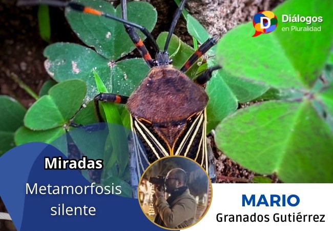 Metamorfosis silente
