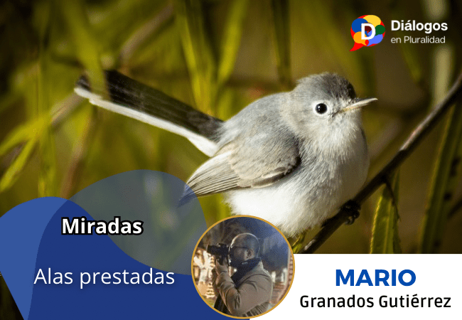 Alas prestadas