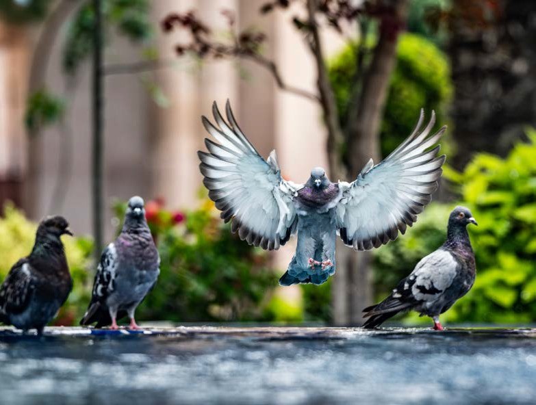 Un pájaro parado en un área abierta
El contenido generado por IA puede ser incorrecto.