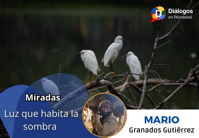 Luz que habita la sombra