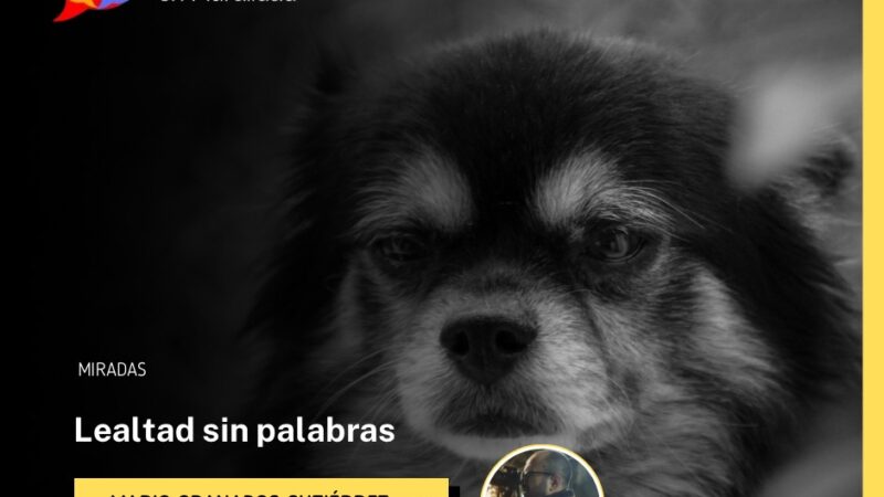 Lealtad sin palabras