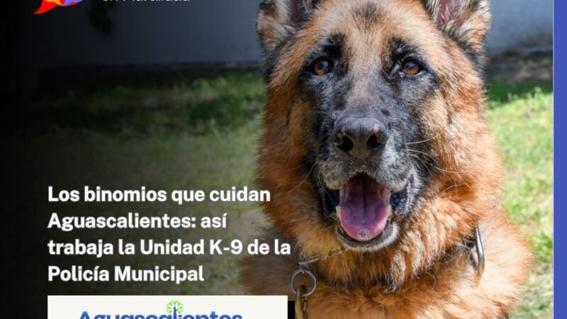 Los binomios que cuidan Aguascalientes: así trabaja la Unidad K-9 de la Policía Municipal
