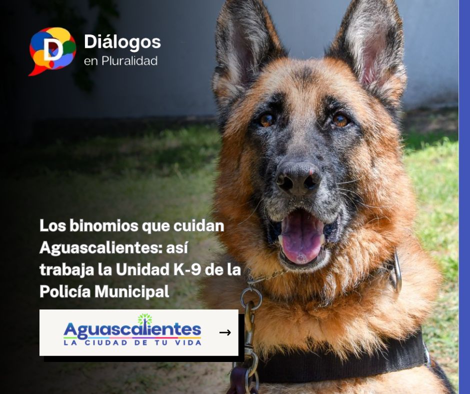Los binomios que cuidan Aguascalientes: así trabaja la Unidad K-9 de la Policía Municipal