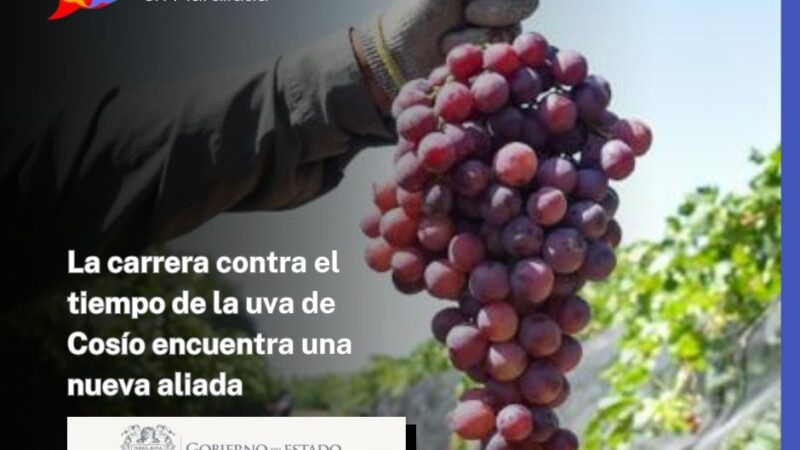 La carrera contra el tiempo de la uva de Cosío encuentra una nueva aliada