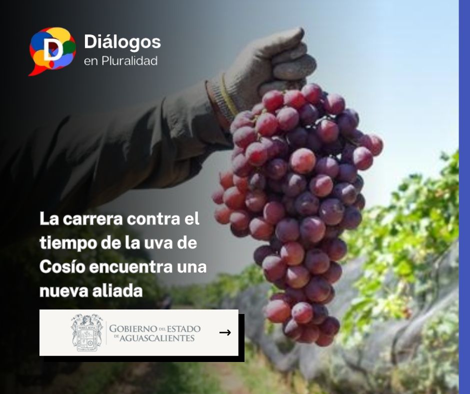 La carrera contra el tiempo de la uva de Cosío encuentra una nueva aliada