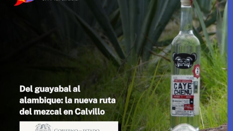 Del guayabal al alambique: la nueva ruta del mezcal en Calvillo