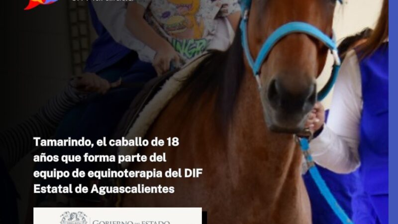 Tamarindo, el caballo de 18 años que forma parte del equipo de equinoterapia del DIF Estatal de Aguascalientes
