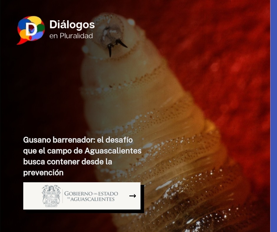 Gusano barrenador: el desafío que el campo de Aguascalientes busca contener desde la prevención
