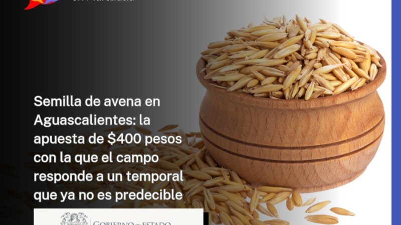Semilla de avena en Aguascalientes: la apuesta de $400 pesos con la que el campo responde a un temporal que ya no es predecible