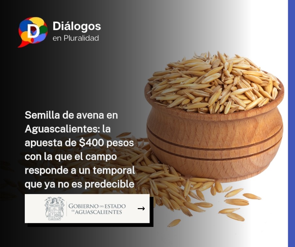 Semilla de avena en Aguascalientes: la apuesta de $400 pesos con la que el campo responde a un temporal que ya no es predecible