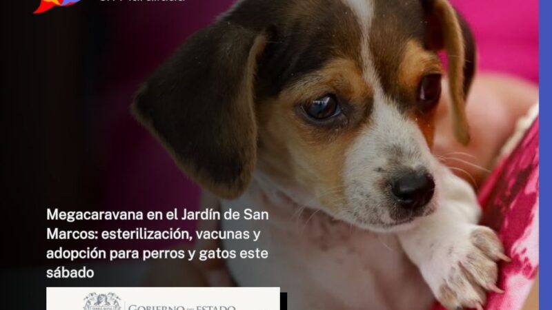 Megacaravana en el Jardín de San Marcos: esterilización, vacunas y adopción para perros y gatos este sábado