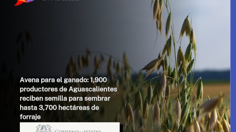 Avena para el ganado: 1,900 productores de Aguascalientes reciben semilla para sembrar hasta 3,700 hectáreas de forraje