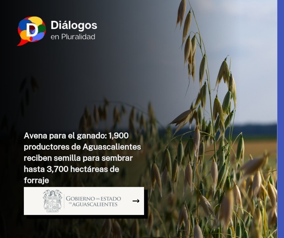 Avena para el ganado: 1,900 productores de Aguascalientes reciben semilla para sembrar hasta 3,700 hectáreas de forraje