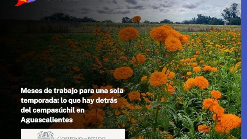 Meses de trabajo para una sola temporada: lo que hay detrás del cempasúchil en Aguascalientes